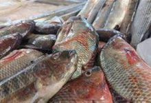 صورة كيلو البلطي بـ64 جنيها..  أسعار الأسماك والمأكولات البحرية بسوق العبور الجمعة