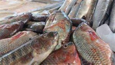 صورة تراجع السمك البلطي والمكرونة اليوم الاثنين في سوق العبورض