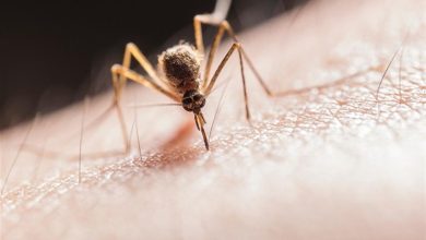 صورة العلم يحل اللغز التاريخي: لماذا ينجذب البعوض إلى أشخاص دون غيرهم؟