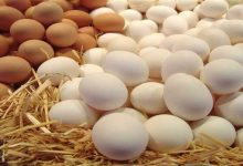 صورة أسعار البيض ترتفع اليوم الاثنين في الأسواق (موقع رسمي)