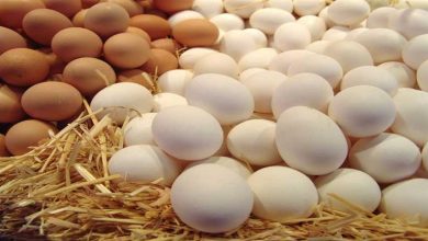 صورة أسعار البيض اليوم الأربعاء في الأسواق (موقع رسمي)