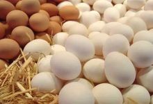 صورة أسعار كرتونة البيض في الأسواق اليوم الجمعة (موقع رسمي)