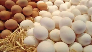 صورة ارتفاع البلدي.. أسعار كرتونة البيض اليوم الجمعة في الأسواق (موقع رسمي)