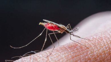 صورة طرق الوقاية من الإصابة بالملاريا