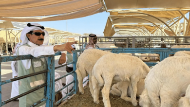 صورة “بيئة نجران” تتابع جاهزية أسواق الماشية والمسالخ بالمنطقة لموسم العيد