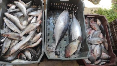 صورة أسعار الأسماك والمأكولات البحرية بسوق العبور اليوم الاثنين