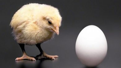 صورة البيضة ولا الفرخة.. العلم يحسم أخيرا الجدل التاريخي