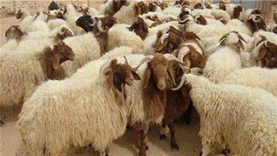صورة واقعة مضحكة في السعودية.. خروف يهرب من صاحبه “على طريقة ميسي” – ماذا حدث؟