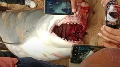 صورة هذا ما تم العثور عليه في معدة سمكة القرش قاتلة السائح الروسي في الغردقة!