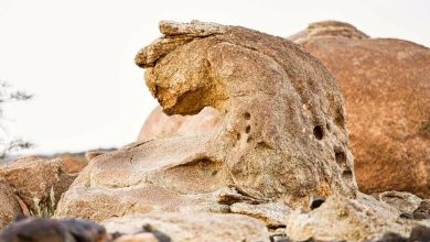 صورة تكوين جيولوجي بديع.. صخرة على هيئة “نمر عربي” تتوسّد حرة القفيف