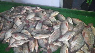 صورة انخفاض البوري.. أسعار السمك اليوم الثلاثاء في سوق العبور