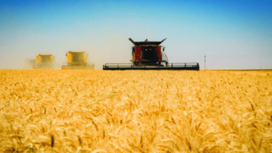 صورة دراسة لتقييم زراعة وحصاد 4 أصناف جديدة من بذور القمح