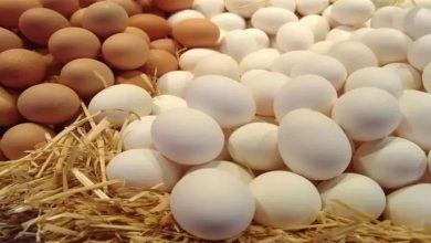 صورة كم بيضة دجاج يمكن تناولها في اليوم؟.. طبيبة تكشف