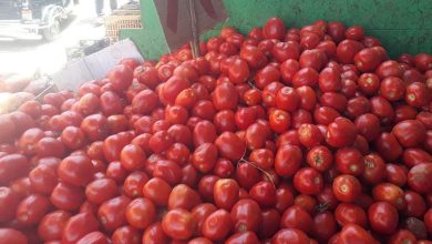 صورة انخفاض أسعار الطماطم والبصل وارتفاع الخيار الصوب في سوق العبور اليوم