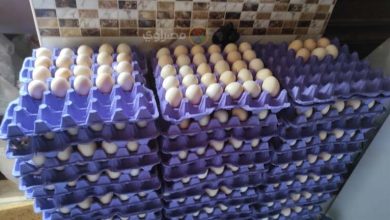 صورة ارتفاع أسعار البيض الأبيض والأحمر اليوم الثلاثاء في المزرعة