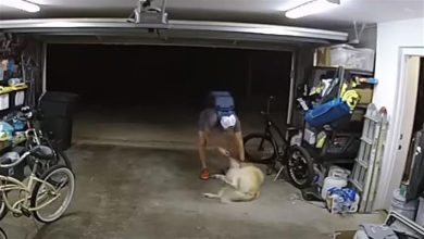 صورة فيديو.. كلب يفاجئ لصا ويقاطع عملية سرقة بهذه الطريقة