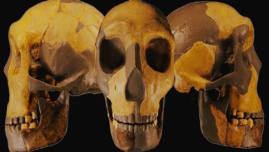 صورة اكتشاف مثير.. جمجمة نوع جديد من البشر عاش قبل 750 ألف سنة