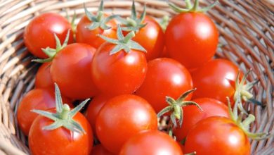 صورة فوائد الطماطم للجسم: