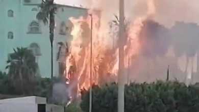 صورة صاعقة رعدية تضرب أشجار وادي وج  أخبار السعودية