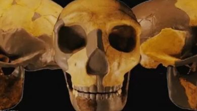 صورة جمجمة قد تعيد كتابة قصة تطور البشرية