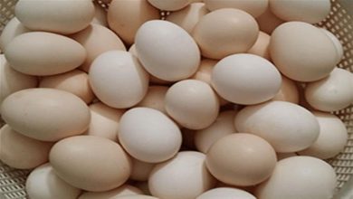 صورة أسعار البيض اليوم الأربعاء في المزرعة