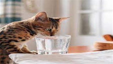 صورة السر في الأطباق.. كيف تساعد القطط على شرب المياه؟