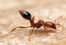 صورة بـ3 مكونات سحرية.. طريقة فعالة للقضاء على النمل نهائيا في الصيف