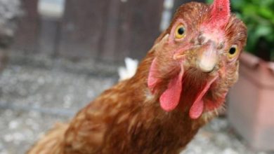 صورة الإفراط في تناول هذا الجزء من الدجاج يُصيبك بـ 5 مشكلات خطيرة