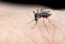 صورة تحذير.. البعوض يهدد نصف سكان العالم بأمراض خطيرة