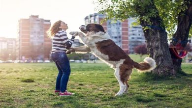صورة لماذا تقفز الكلاب على الناس؟ إليك أسرار لغة الجسد