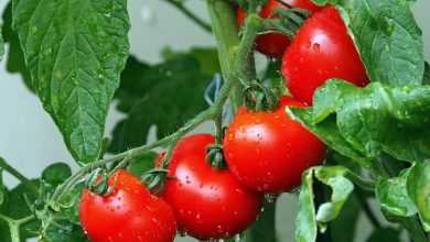 صورة «الإرشاد الزراعي»: نقص الكالسيوم بالتسميد يؤثر على نبات الطماطم
