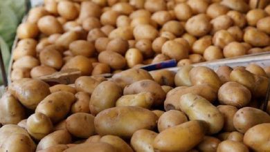 صورة انخفاض أسعار البطاطس والخيار وارتفاع البصل والفاصوليا بسوق العبور اليوم