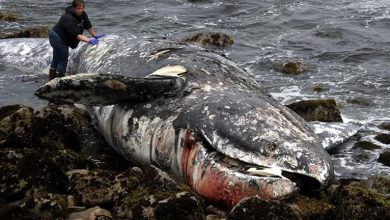 صورة جرس إنذار للعالم.. الحيتان الضحية الأولى لذوبان الجليد