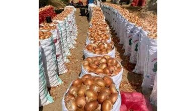 صورة الحاصلات الزراعية يوضح لماذا لن يؤثر حظر تصدير البصل على سوق مصر بالخارج