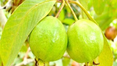 صورة ما هو سر أوراق الجوافة.. الفاكهة الرخيصة الخارقة