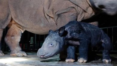 صورة ابن دليلة.. ولادة نادرة لعجل وحيد القرن السومطري المهدد بالانقراض