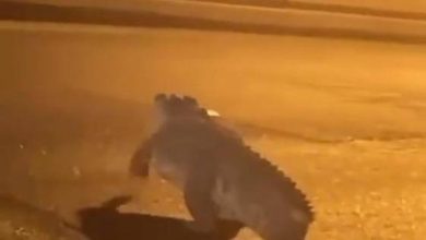 صورة بعد تجوله في شوارع القطيف.. السيطرة على «التمساح الطليق»  أخبار السعودية