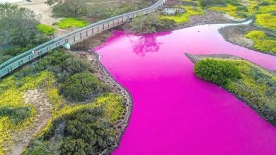 صورة بركة هاواي تتحول إلى اللون الوردي !  أخبار السعودية