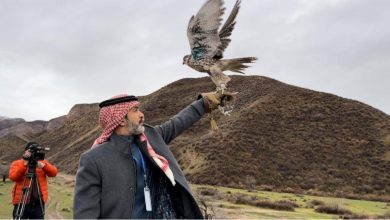 صورة نادي الصقور السعودي ينفذ المرحلة الأولى للإطلاق الخارجي في قرغيزستان  أخبار السعودية