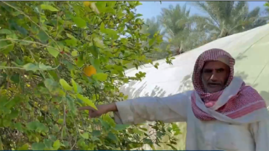 صورة عبد الوهاب العبادي.. قصة 80 عاما من زراعة الترنج الحساوي