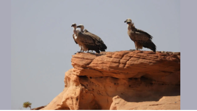 صورة «سلمان الملكية» تعلن مناطق جديدة مهمة للطيور عالمياً داخل حدودها