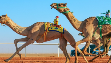 صورة بجوائز تجاوزت 85 مليون ريال.. اختتام سباقات الهجن بمهرجان الملك عبدالعزيز