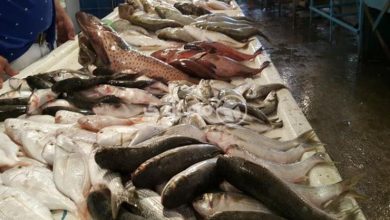 صورة ارتفاع السمك البلطي وتراجع البوري في سوق العبور اليوم الخميس