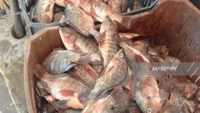 صورة ارتفاع أسعار السمك البلطي والمكرونة والبوري في سوق العبور اليوم الاثنين