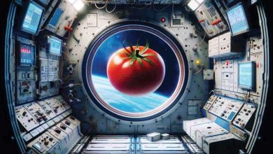 صورة بعد 8 أشهر من اختفائها.. العثور على ثمرة طماطم ضائعة في الفضاء