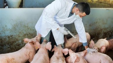 صورة المنظمة العالمية لصحة الحيوان تحذر من لقاح فيتنامي ضد حمى الخنازير