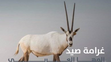 صورة 90 ألف ريال.. عقوبة صيد المها العربي  أخبار السعودية
