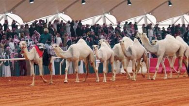 صورة 651 مطية تتنافس في أول أشواط سباقات الهجن بمهرجان الملك عبدالعزيز