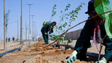 صورة "الغطاء النباتي" يزرع 12 ألف شجرة سدر بلدي في روضة غسلة بشقراء
