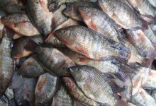 صورة 6 جنيهات تراجعا للسمك البلطي بسوق العبور اليوم الخميس